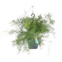 Spargelpflanze Asparagus 'Sprengerii' inkl. Hängetopf aus Kunststoff