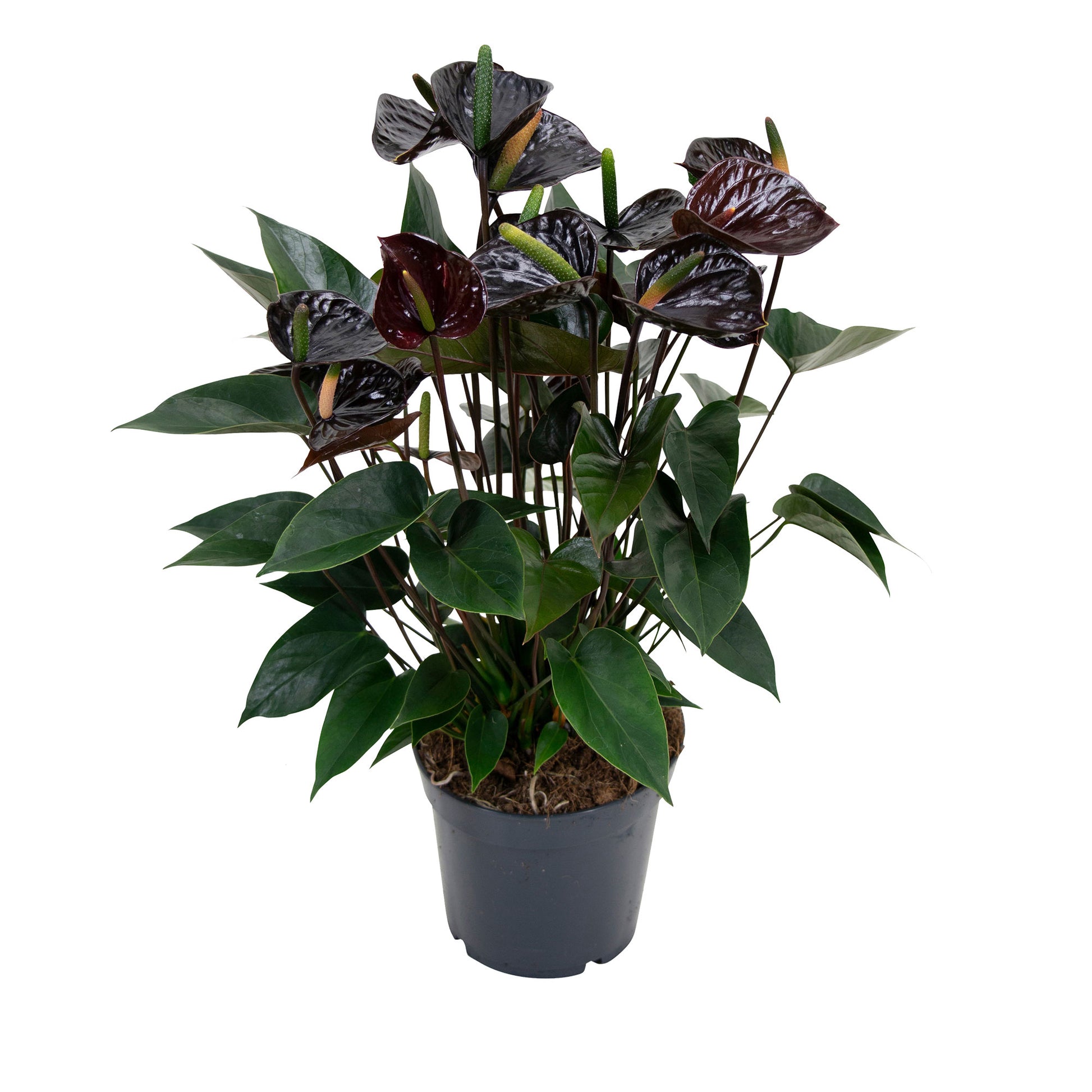 anthurium kaufen Kaufen Sie jetzt Zimmerpflanze Flamingopflanze Anthurium andreanum Schwarz
