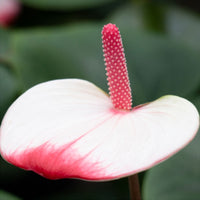 Flamingopflanze Anthurium 'Hotlips' Rosa-Weiß