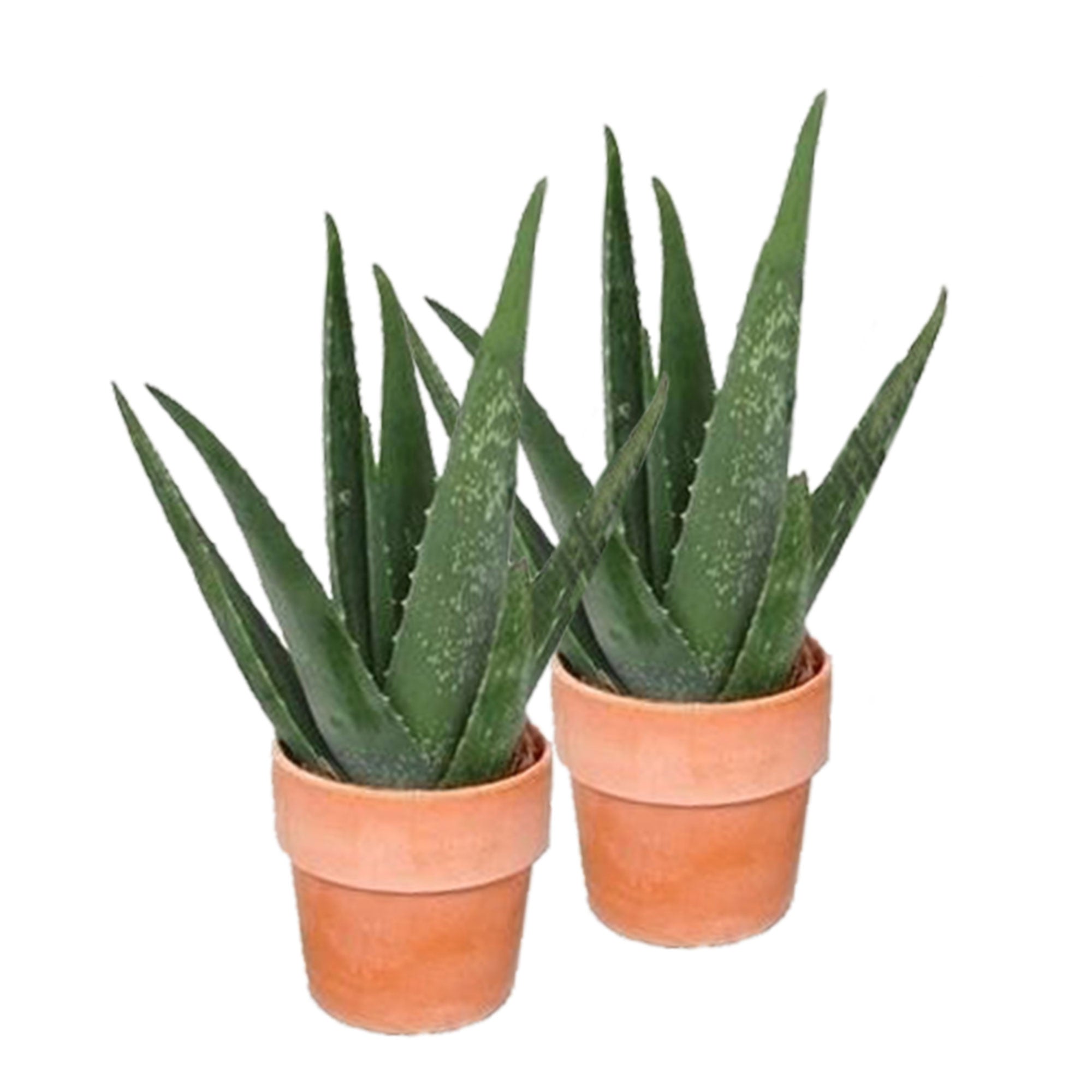 Kaufen Sie jetzt Zimmerpflanze 2x Sukkulente Aloë vera grün inkl.  Terracotta-Töpfe