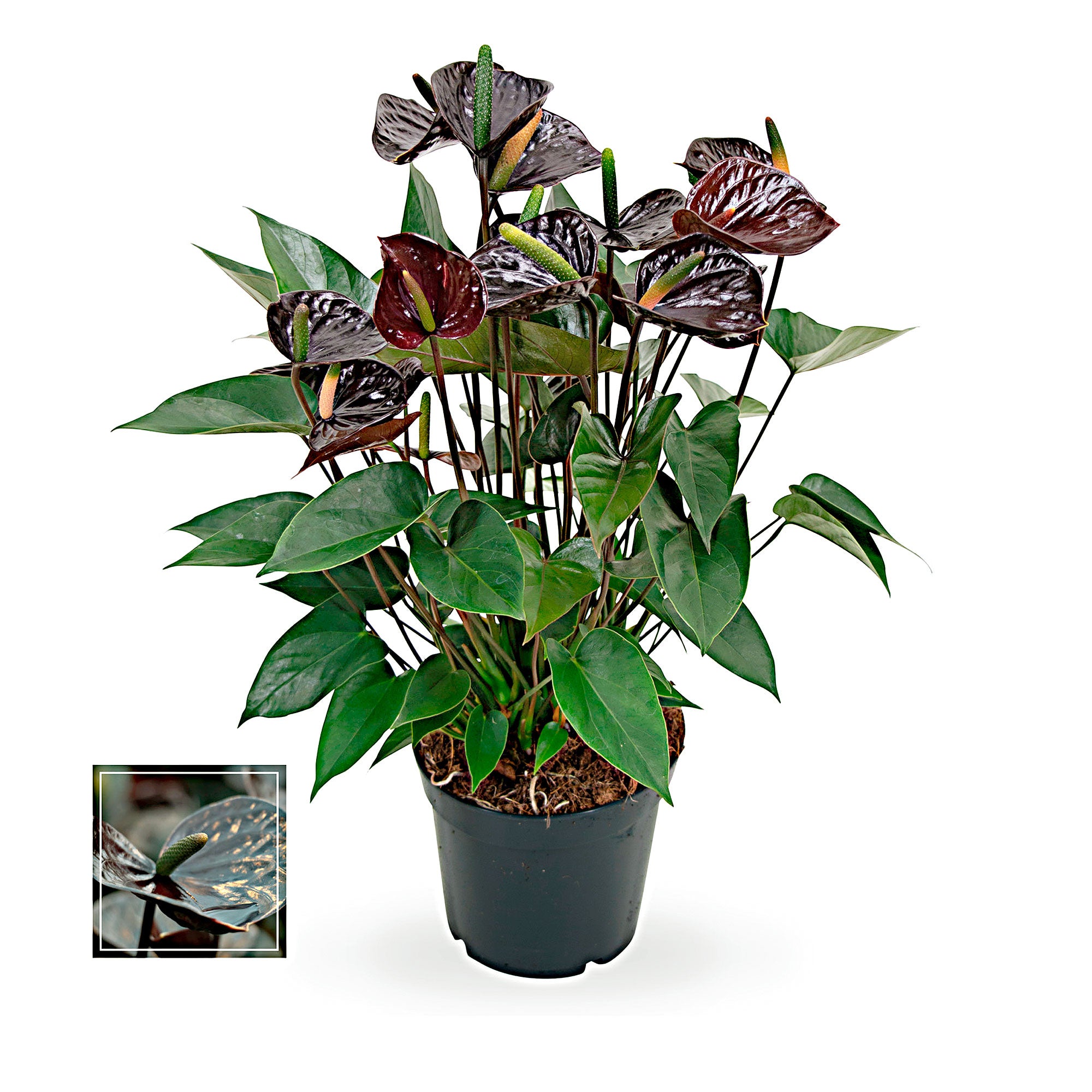 Kaufen Sie jetzt Zimmerpflanze Flamingopflanze Anthurium andreanum