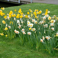 25x Narzisse Narcissus - Mischung 'Dwarf' biologisch gelb-weiβ