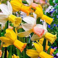 25x Narzisse Narcissus - Mischung 'Dwarf' biologisch gelb-weiβ