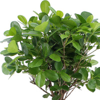 Ficus microcarpa 'Moclame' auf einem Stamm