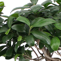 Bonsai Feige Ficus microcarpa 'Ginseng' XL inkl. Korb
