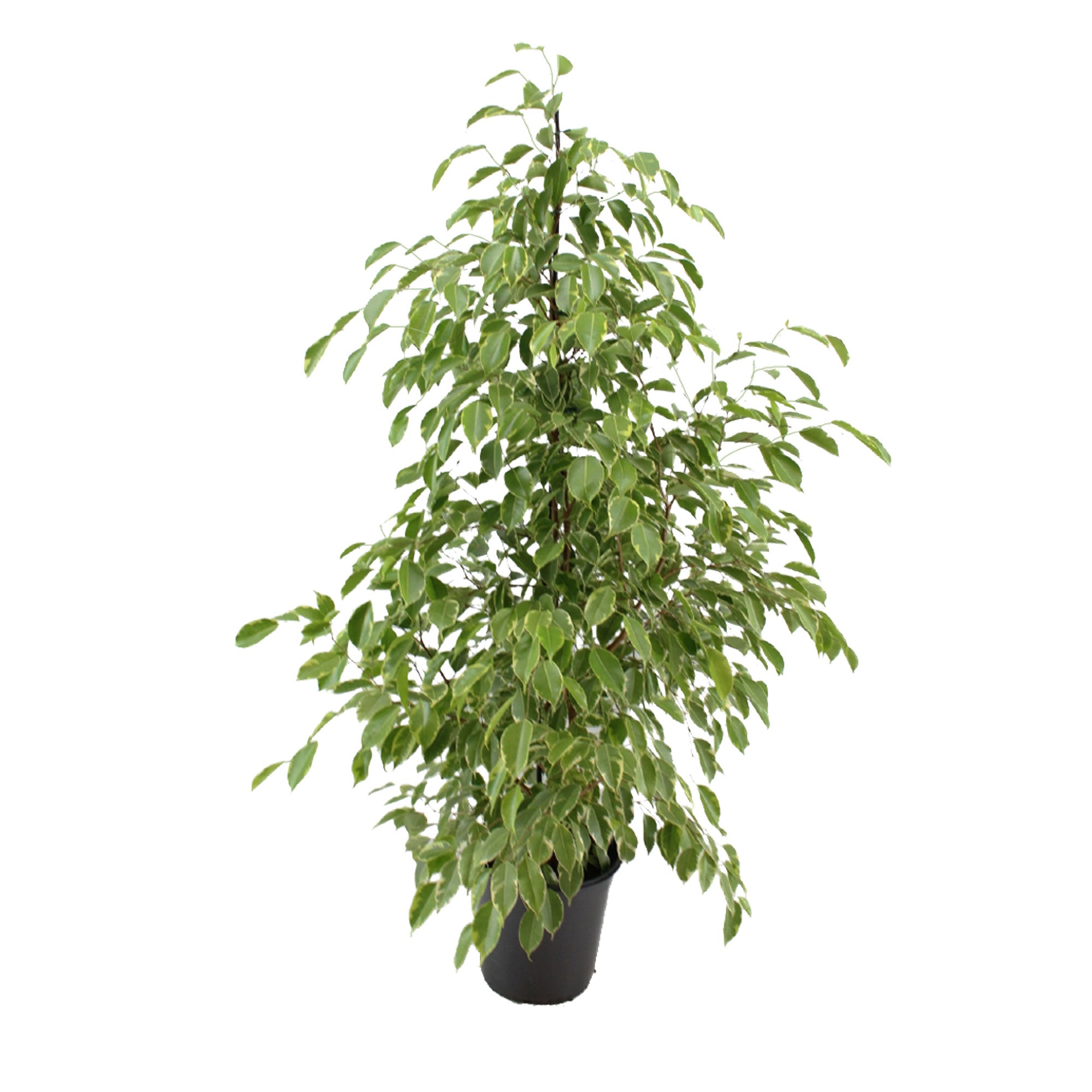 Kaufen Sie jetzt Zimmerpflanze Birkenfeige Ficus benjamina 'Twilight'