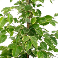 Birkenfeige Ficus benjamina 'Golden King'