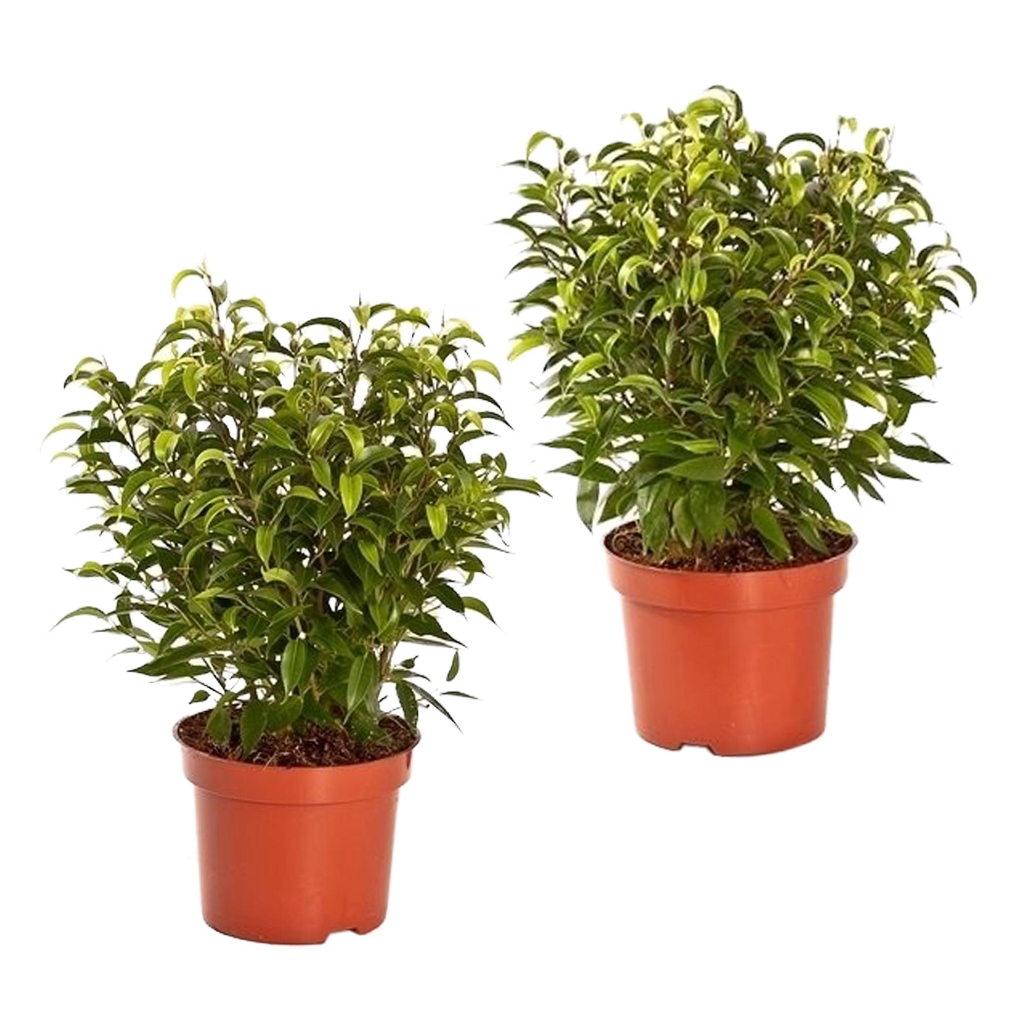 3er-Set Birkenfeige Ficus Benjamini Natasja - Hhe Ca. 30 Cm Im 12 Cm Topf  Birkenfeige Natasja 3er Set