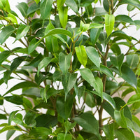 2x Birkenfeige Ficus benjamina 'Natasja'