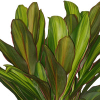 Glückspflanze Cordyline 'Kiwi'