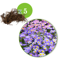 5x Aster dumosus lila-gelb - Wurzelnackte Pflanzen - Winterhart