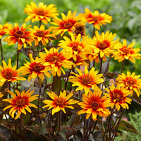 3x Sonnenauge 'Burning Hearts' orange-gelb - Wurzelnackte Pflanzen - Winterhart