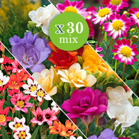 30x Blumenzwiebeln - Mischung