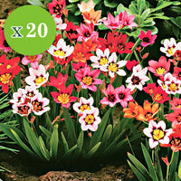 30x Blumenzwiebeln - Mischung