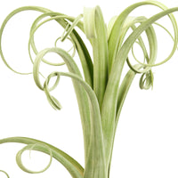 Bromelie Tillandsia 'Curly Slim'