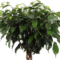 Birkenfeige Ficus benjamina 'Daniëlle' - geflochtener Stamm