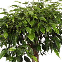 Birkenfeige Ficus benjamina 'Anastasia' - geflochtenen Stamm