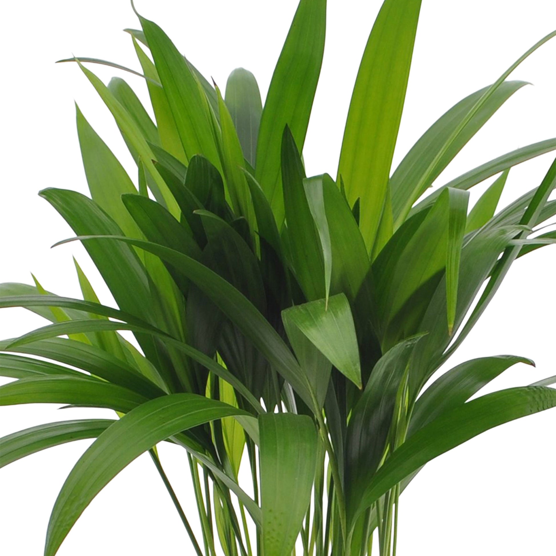 zimmerpflanze areca palme Kaufen Sie jetzt Zimmerpflanze Areca-Palme Dypsis lutescens inkl. Weidenkorb, natürlich
