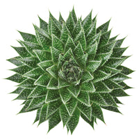 Sukkulente Aloe 'Magic' grün Aloe 'Magic'