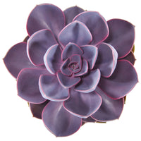 3x Sukkulente Echeveria 'Purple Pearl'