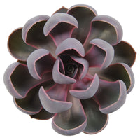 3x Sukkulente Echeveria 'Spoon Pearl'