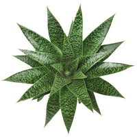 2x Gasteria 'Flow'