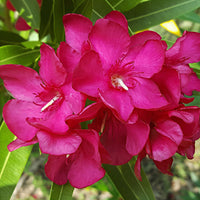 Nerium  oleander Rot-Rosa