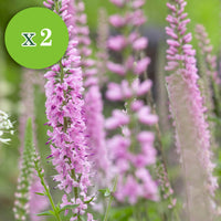 16x Stauden - Mischung 'Colours & Bees' rosa-lila - Wurzelnackte Pflanzen - Winterhart