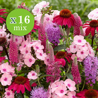 16x Stauden - Mischung 'Colours & Bees' rosa-lila - Wurzelnackte Pflanzen - Winterhart