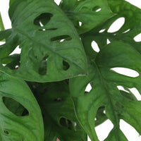 Fensterblatt Monstera 'Monkey Leaf' inkl. Dekotopf - Hängepflanze