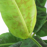 Bananenpflanze Musa 'Cavendish' inkl. Dekotopf