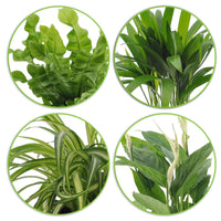 4x Luftreinigende Pflanzen - Mischung 'Frisse Lucht' Inkl. Ziertöpfe