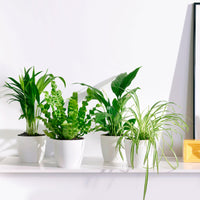 4x Luftreinigende Pflanzen - Mischung  inkl. Elho-Ziertöpfe Weiß