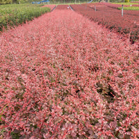 3x Japanischer Sauerdorn 'Natasza' rosa - Winterhart