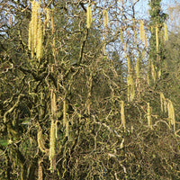Korkenzieherhasel 'Contorta' - Winterhart Grün