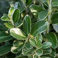 Japanischer Spindelstrauch 'Green Spire' - Winterhart