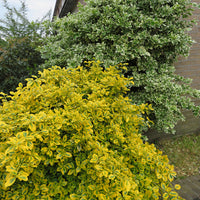 3x Spindelstrauch 'Emerald Gold' gelb - Winterhart