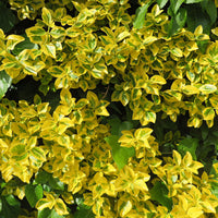 3x Spindelstrauch 'Emerald Gold' gelb - Winterhart