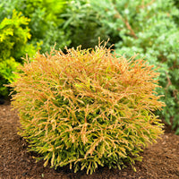 Lebensbaum Thuja 'Golden Tuffet' - Winterhart