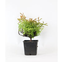 Lebensbaum Thuja 'Golden Tuffet' - Winterhart
