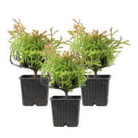 Lebensbaum Thuja 'Golden Tuffet' - Winterhart