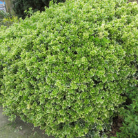 3x Spindelstrauch 'Emerald Gaiety' - Winterhart