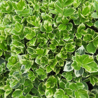 3x Spindelstrauch 'Emerald Gaiety' - Winterhart