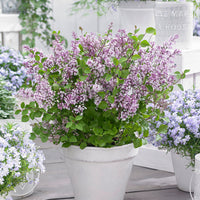 Zwergflieder 'Flowerfesta Purple' lila - Winterhart