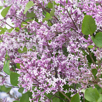 Zwergflieder 'Flowerfesta Purple' lila - Winterhart