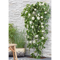 Passionsblume Passiflora 'Snow Queen' weiβ - Winterhart