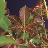 Doldenrebe Parthenocissus 'Henryana' grün-rot - Winterhart