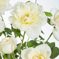 Kletterrose 'Crazy in Love' creme - Winterhart