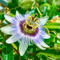 Passionsblume Passiflora caerulea blau - Winterhart