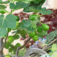 Feigenbaum Ficus carica 'Perretta' - grün-braun - Bio - Winterhart